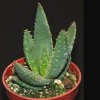 Aloe dichotoma-art.333
